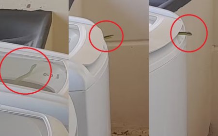 Mulher encontra cobra de um metro e meio dentro da máquina de lavar: ‘Susto e tanto’