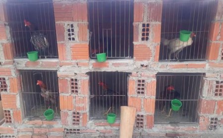 PMCE resgata 20 galos e apreende três armas em rinha