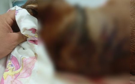 Cão é morto a facadas e pauladas após briga com animal de vizinha