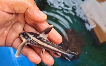 Operação no Pará com foco em peixes ornamentais aplica mais de R$ 2 milhões em multas