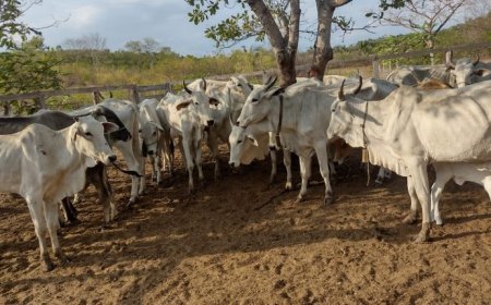 Polícia Civil recupera 12 cabeças de gado que foram furtadas de fazenda