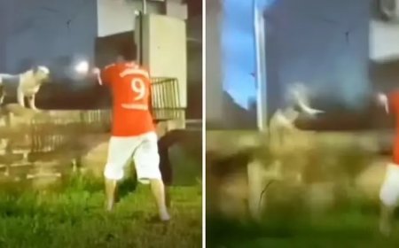 Homem atira contra pitbull no RS; suspeito disse à polícia que animal não obedecia aos comandos