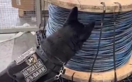 Cão farejador ajuda na apreensão de carga de cocaína avaliada em US$ 8 milhões