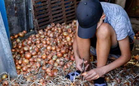 Governo Federal afasta cerca de 4.500 crianças do trabalho infantil em 2 anos