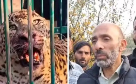 Criança de 2 anos é morta por leopardo no quintal de casa; veja