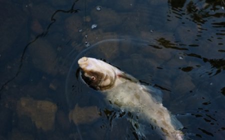 MPF pede indenização de R$ 288 mil por morte de peixes no rio Tocantins após apagão