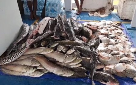 Quase 17 mil quilos de pescado irregular são apreendidos pelo Ibama