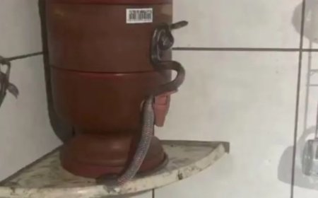 Morador leva susto ao encontrar cobra na cozinha de casa