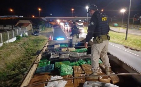 PRF apreende 11 toneladas de maconha em carga de ração para gado; veja