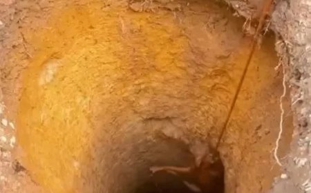 Vídeo: cachorro caramelo é resgatado de poço de 12 metros de profundidade