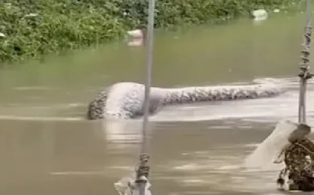 Maior espécie de cobras do mundo, píton-reticulada é vista flutuando em rua alagada; veja