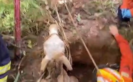 Cavalo cai em fossa e é resgatado pelos bombeiros no DF; veja vídeo