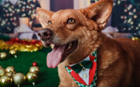 Animais domésticos terão direito a RG com cadastro nacional