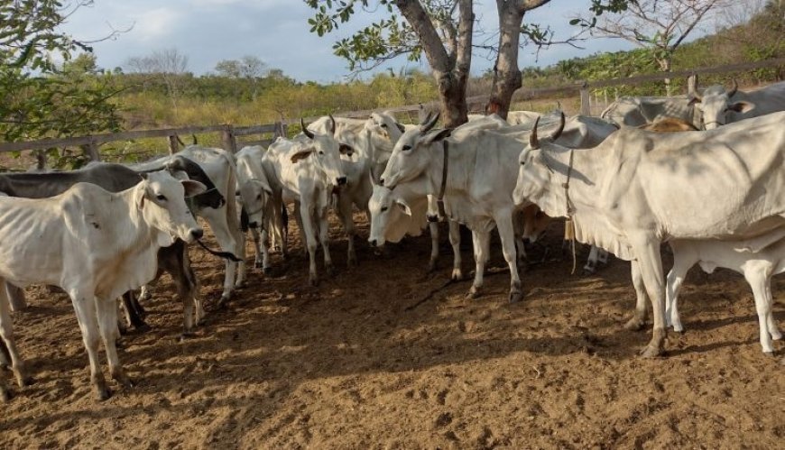 Polícia Civil recupera 12 cabeças de gado que foram furtadas de fazenda