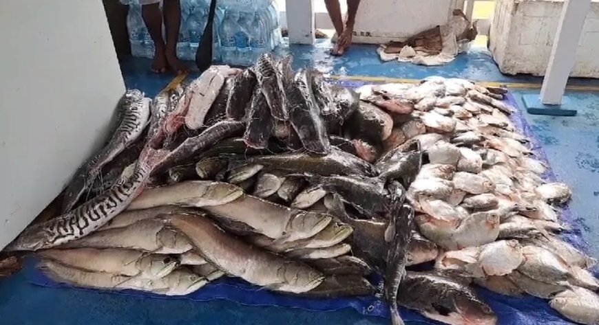 Quase 17 mil quilos de pescado irregular são apreendidos pelo Ibama