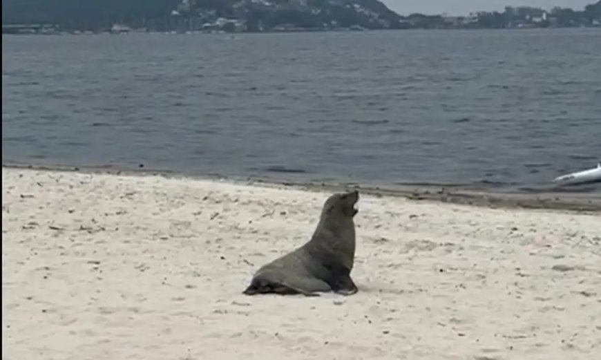 Lobo-marinho é avistado em Maricá, no Rio de Janeiro