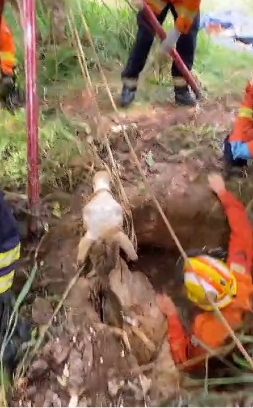 Cavalo cai em fossa e é resgatado pelos bombeiros no DF; veja vídeo