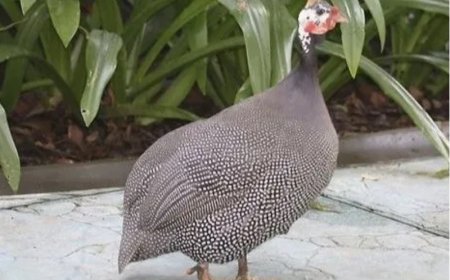 Justiça proíbe uso de galinhas-d’angola para controle de escorpiões em SP; Entenda o caso