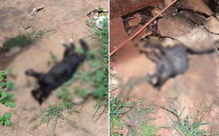 IMAGENS FORTES: Cerca de 30 gatos são encontrados mortos com suspeita de envenenamento