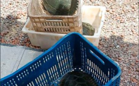 Denúncia anônima resulta na apreensão de 9 quelônios em floricultura