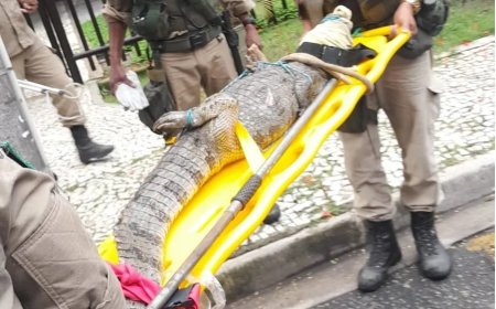 GM resgata jacaré em condomínio; Veja