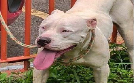 Vídeo: motorista acelera para atropelar pitbull no DF