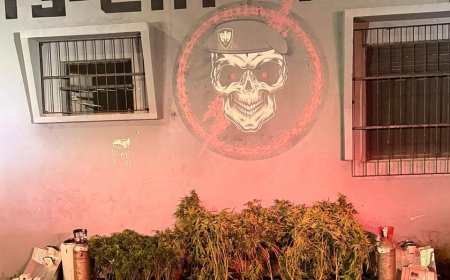 Força Tática apreende 208 pés de maconha em Balneário Ponta da Fruta