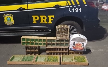 PRF resgata mais de 130 aves silvestres transportadas ilegalmente na BR 101
