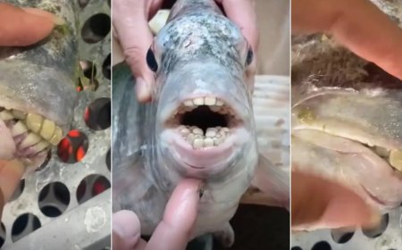 Peixe com 'dentes humanos' pescado no ES viraliza nas redes sociais