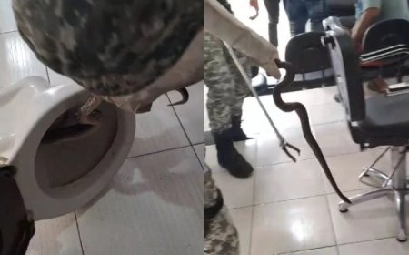 Jiboia é encontrada em vaso sanitário de barbearia; Veja