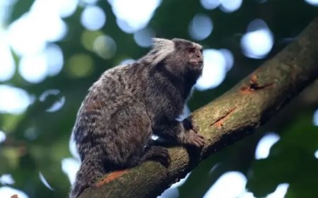 Morre em Pernambuco mulher que contraiu raiva humana após mordida de sagui