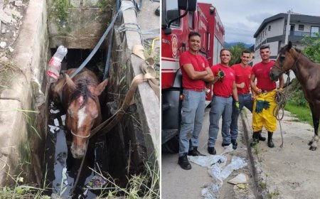 Corpo de Bombeiros resgata cavalo que caiu em bueiro cheio de água