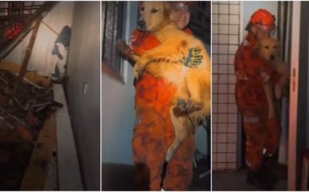 Cão é resgatado após desabamento de telhado em Fortaleza causado por fortes chuvas