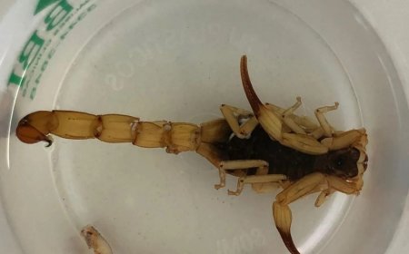 Após ação para captura de escorpiões amarelos, prefeitura de Porto Alegre alerta para prevenção