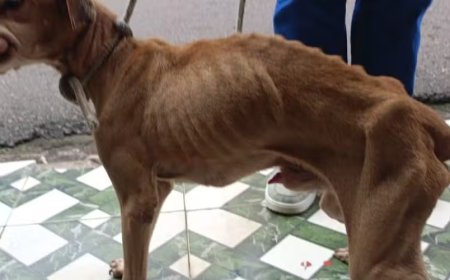 Mulher é presa em Manaus por maus tratos a cachorro encontrado em estado crítico