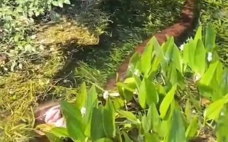 Sucuri gigante é vista enrolada em capivara no rio, em Bonito