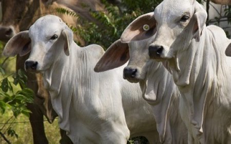 Dono de açougue furtava e abatia gado para vender no próprio comércio, diz polícia