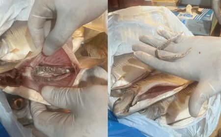 Dupla é presa ao tentar entregar drogas escondidas em peixes para detento