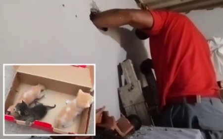 Bombeiros resgatam filhotes de gato presos dentro da parede de casa