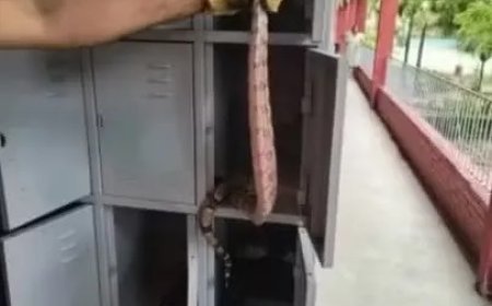 Serpente é encontrada em armário de escola e bombeiros fazem o resgate, em Fortaleza