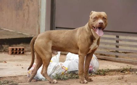 Criança de 8 anos é atacada por pit bull e tem parte da orelha arrancada