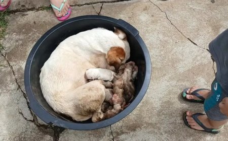 Oito filhotes são resgatados após cadela dar à luz dentro de bueiro no Paraná