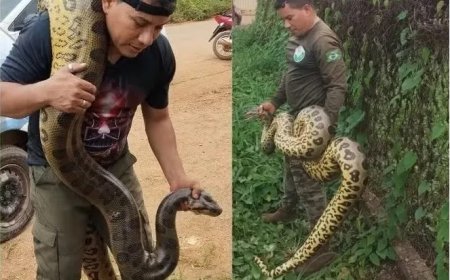 Sucuri de mais de 4 metros é resgatada na zona Leste de Porto Velho
