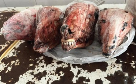 Polícia Civil prende dona de frigorífico por maus-tratos a animais e venda de pescado em período de defeso; Veja as fotos