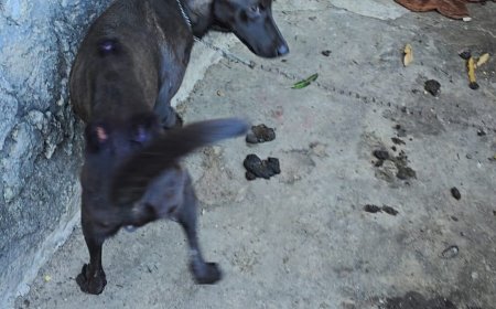 PCES resgata cães em situação de maus-tratos em Vitória