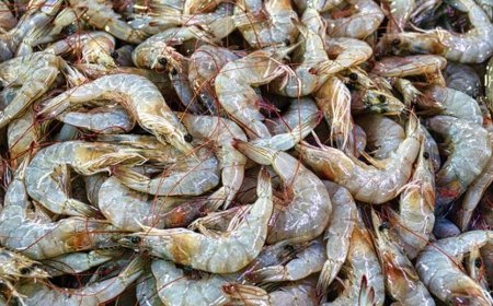 Estudo de SP investiga a presença de microplásticos em camarões no litoral