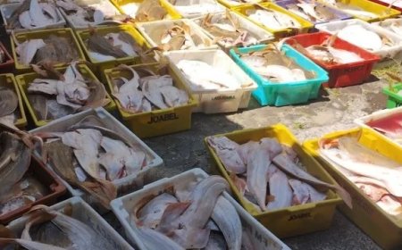 Carga de 2,7 toneladas de raia-viola é apreendida em rodovia no RS