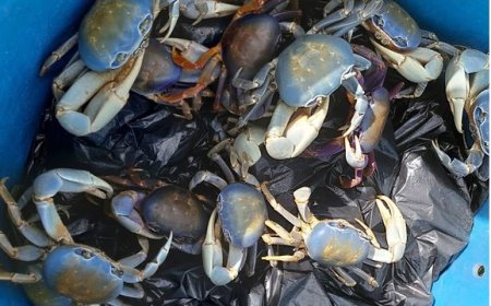 Restaurante é multado em R$ 1,6 milhão por vender caranguejo ameaçado de extinção