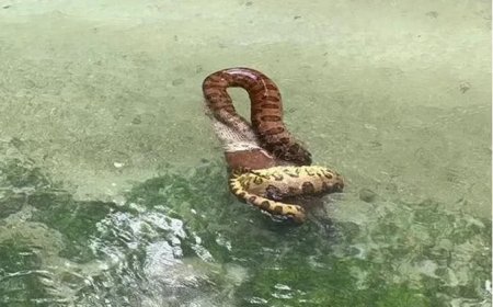 Família flagra sucuri se alimentando de capivara em rio de águas cristalinas