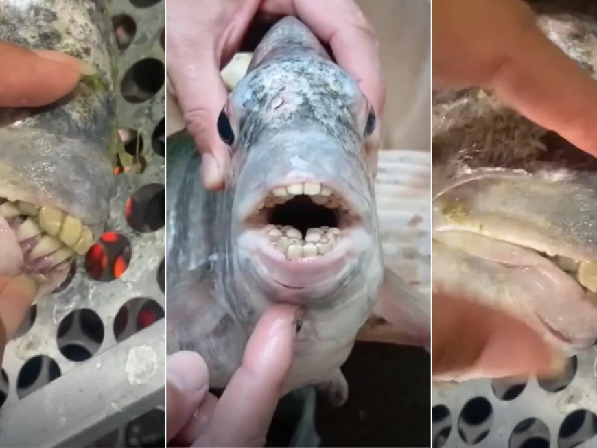 Peixe com 'dentes humanos' pescado no ES viraliza nas redes sociais